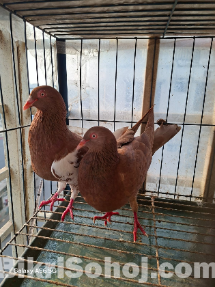 একজোড়া রানিং কবুতর, বাচ্চা কবুতর এবং দুইতলা খাঁচা বিক্রি করব